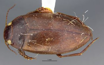 Media type: image;   Entomology 23955 Aspect: habitus dorsal view